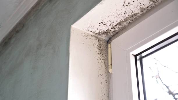 Best Asbestos and Lead Testing During Mold Inspection  in Grover Beach, CA